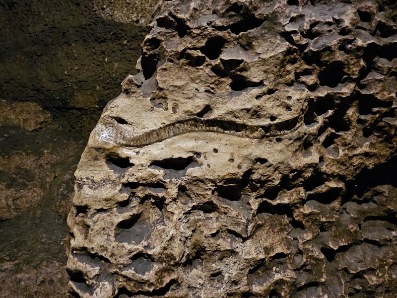 Ancient Fossils Embedded Right in the Cave Walls Ancient Fossils Embedded Right in the Cave Walls