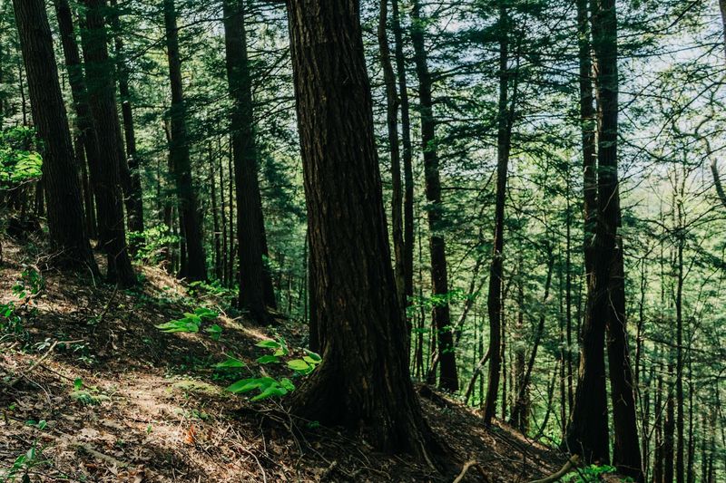 Ancient Trees That Redefine Tall Ancient Trees That Redefine Tall
