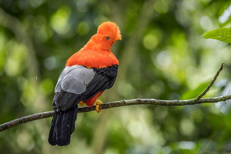 Andean Cock-of-the-Rock Andean Cock-of-the-Rock