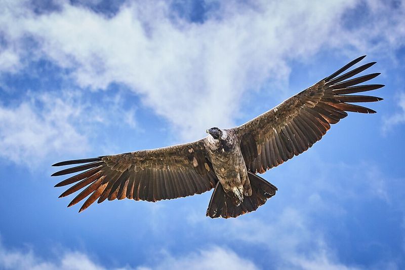 Andean Condor Andean Condor