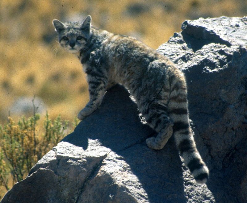 Andean Mountain Cat Andean Mountain Cat