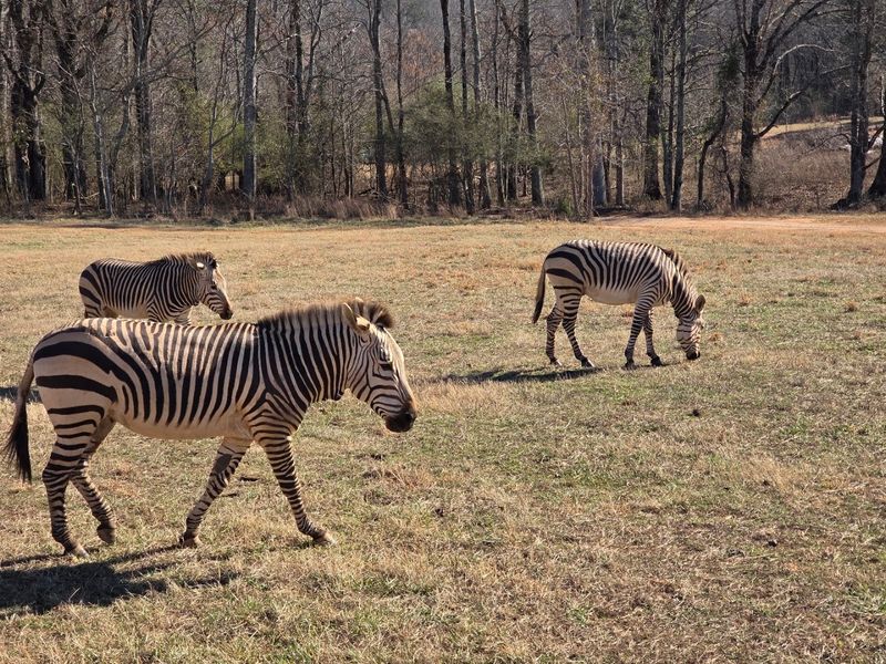 Animals With Room to Roam: A Different Kind of Zoo Animals With Room to Roam: A Different Kind of Zoo