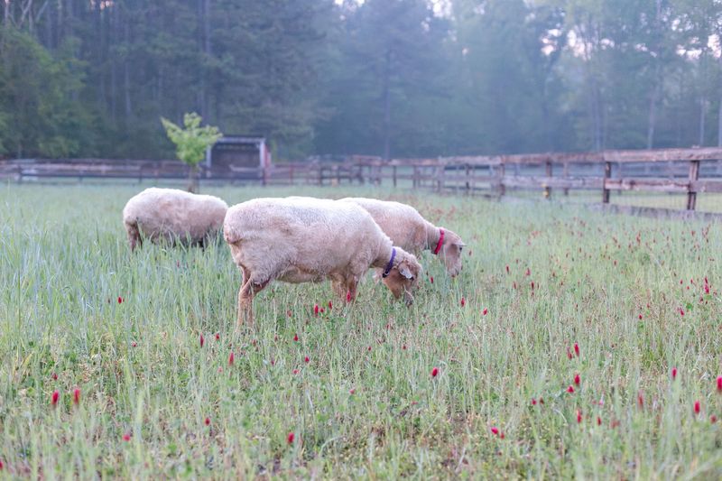 Animals on the Farm Animals on the Farm