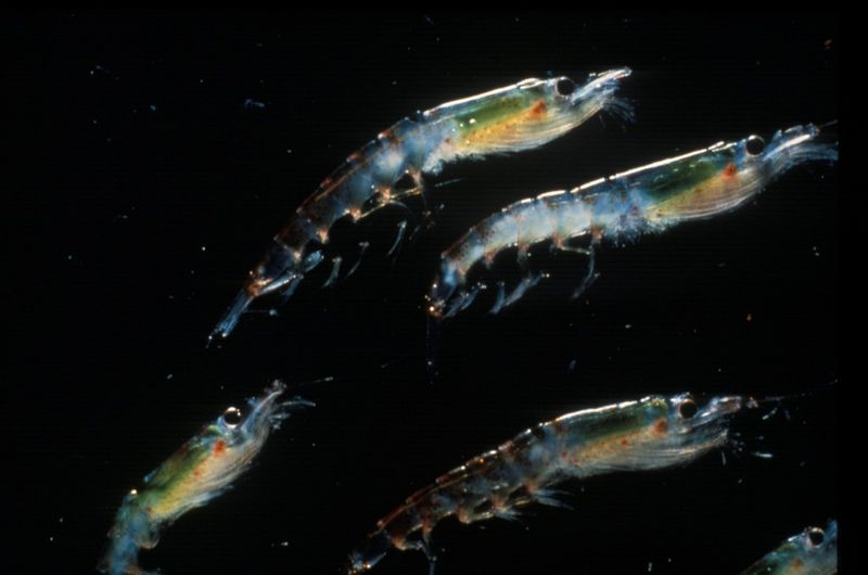 Antarctic Krill