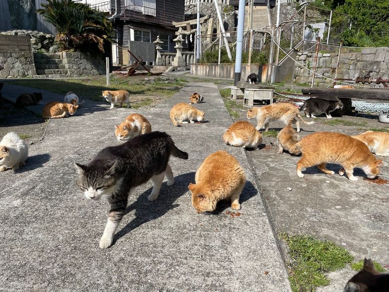 Aoshima (Cat Island), Japan Aoshima (Cat Island), Japan