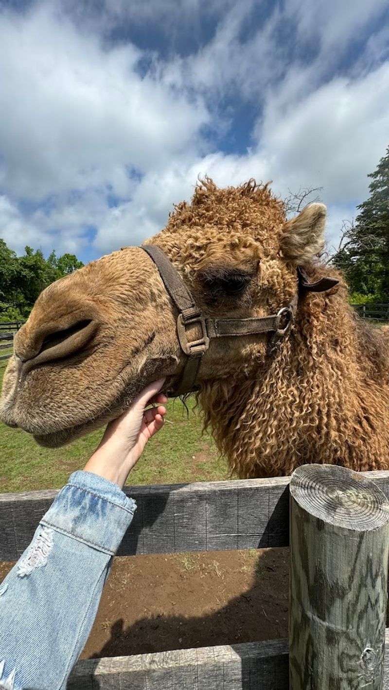 Apollo the Camel: The Farm's Most Unexpected Star Apollo the Camel: The Farm's Most Unexpected Star