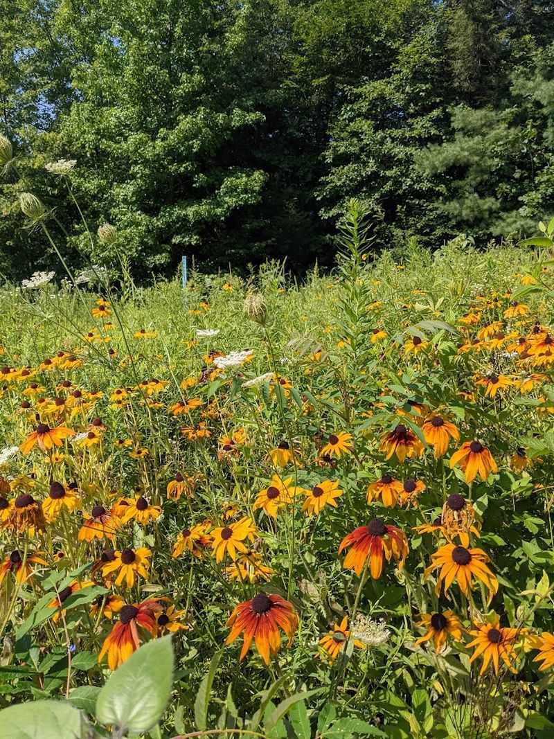 Appalachian Wildflowers and the Seasonal Spectacle They Create