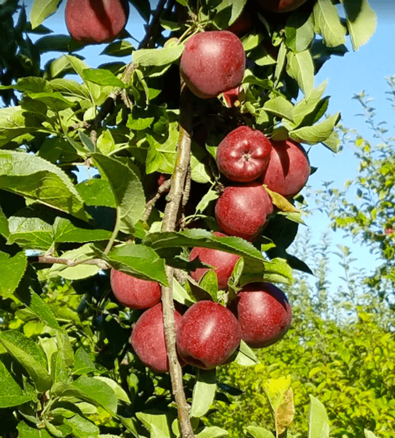 Apple Orchards That Keep People Coming Back Apple Orchards That Keep People Coming Back