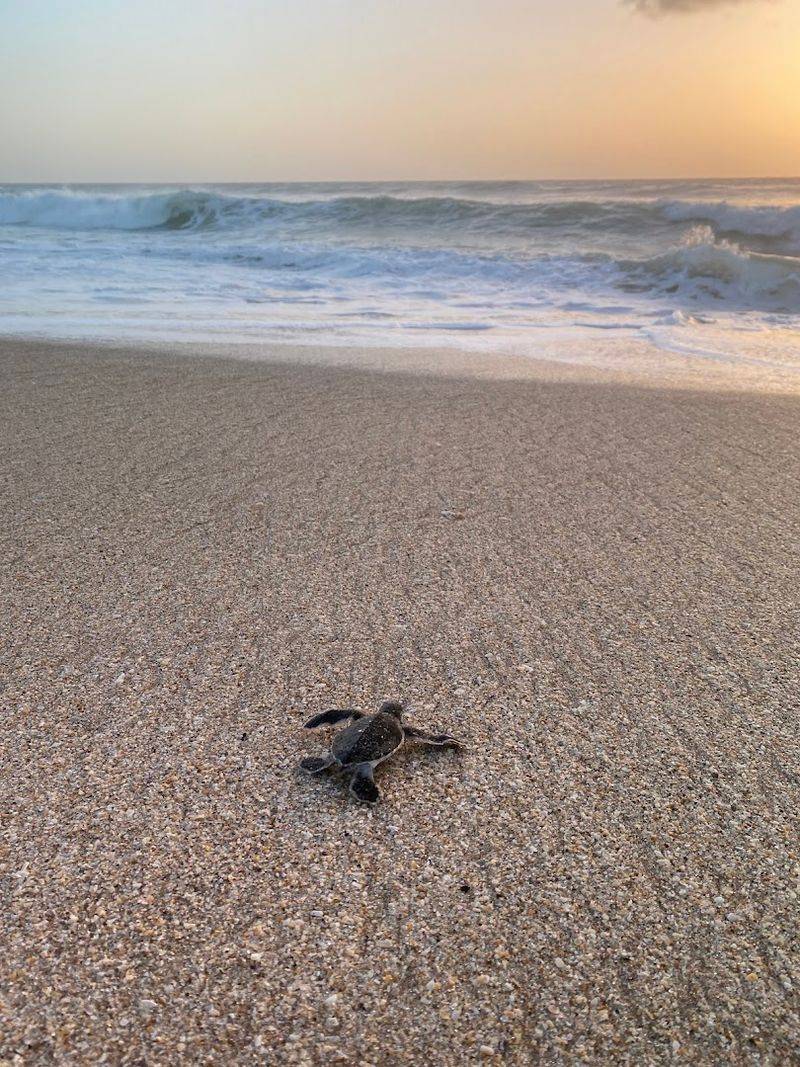Archie Carr National Wildlife Refuge, Melbourne Beach, Florida, USA