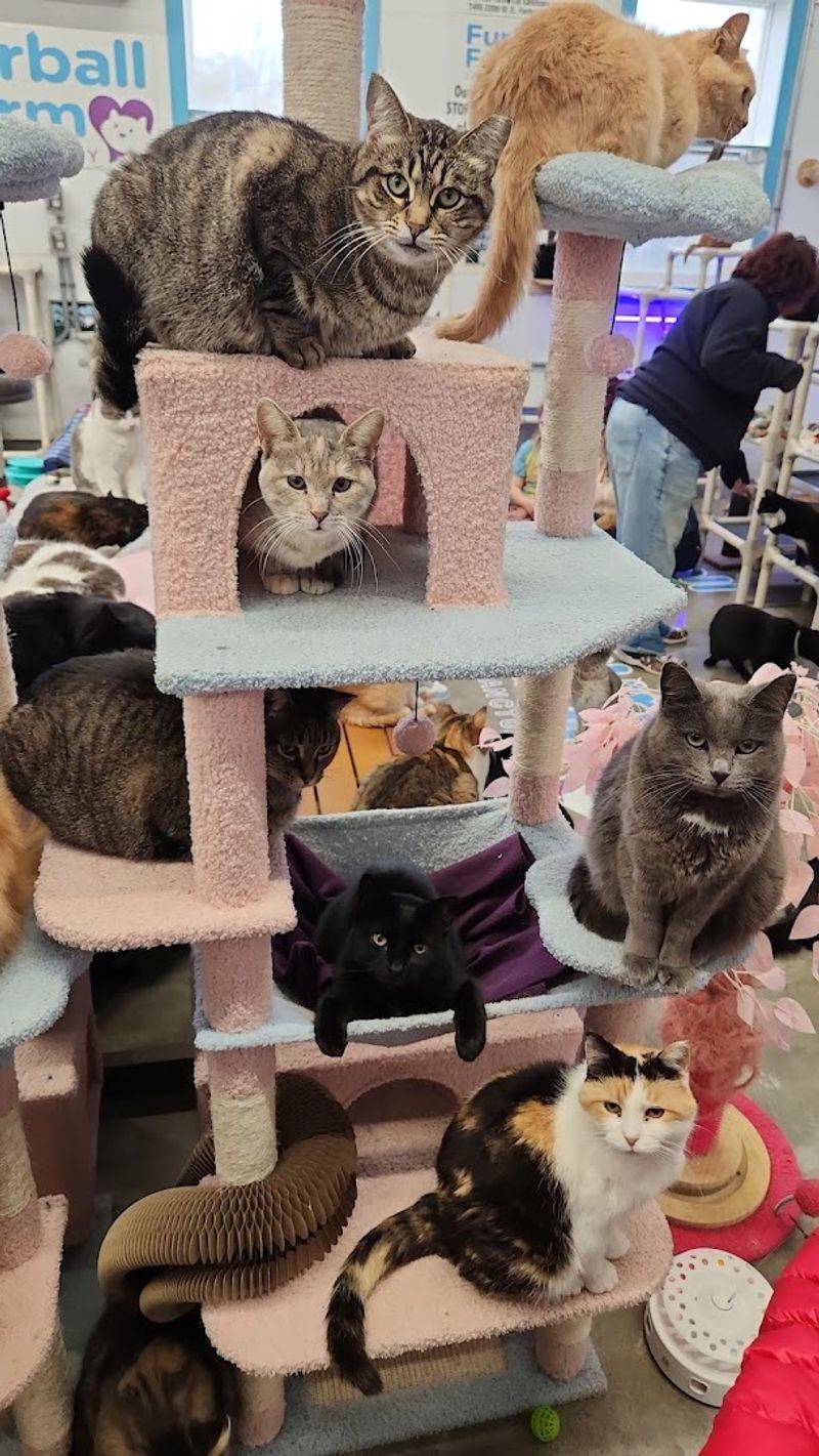 Around 350 Cage-Free Cats Living Under One Roof Around 350 Cage-Free Cats Living Under One Roof