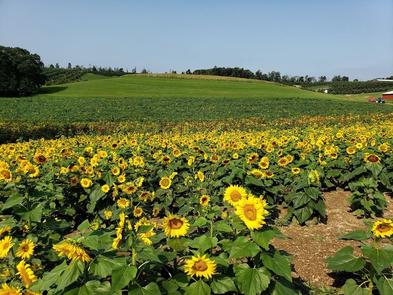 Arrowhead Orchard - Paris Arrowhead Orchard - Paris