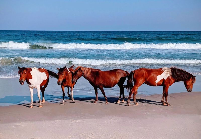 Assateague Island, Maryland and Virginia, USA Assateague Island, Maryland and Virginia, USA