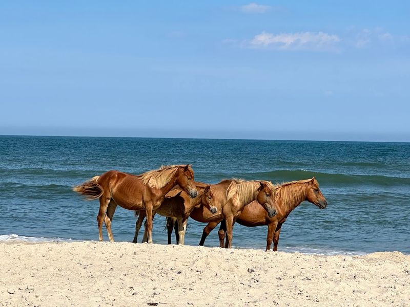 Assateague Island National Seashore, Maryland and Virginia Assateague Island National Seashore, Maryland and Virginia