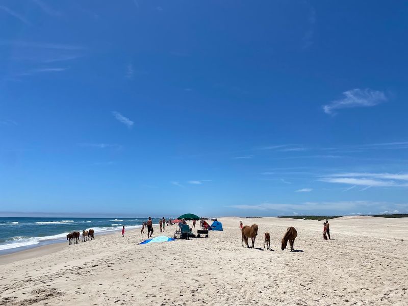 Assateague Island National Seashore – Maryland & Virginia Assateague Island National Seashore – Maryland & Virginia