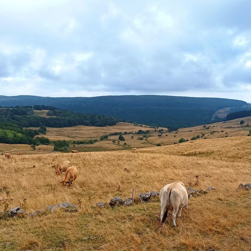 Aubrac Plateau Aubrac Plateau