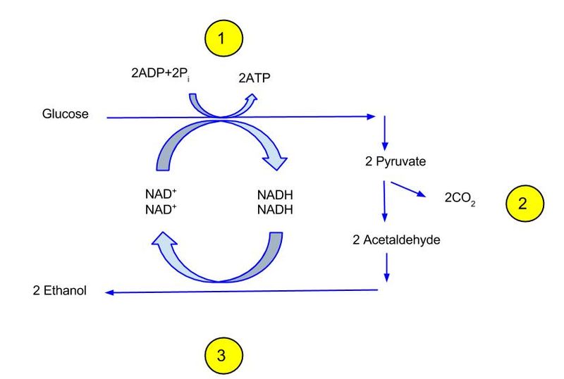 Auto-Brewery Syndrome Auto-Brewery Syndrome