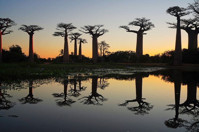 Avenue of the Baobabs - Madagascar Avenue of the Baobabs - Madagascar