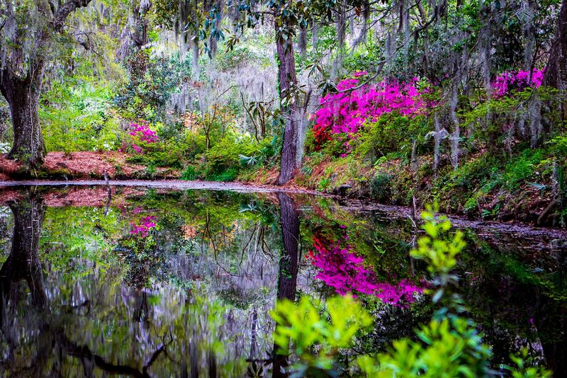 Azaleas, Wisteria, and the Spring Bloom Season Azaleas, Wisteria, and the Spring Bloom Season