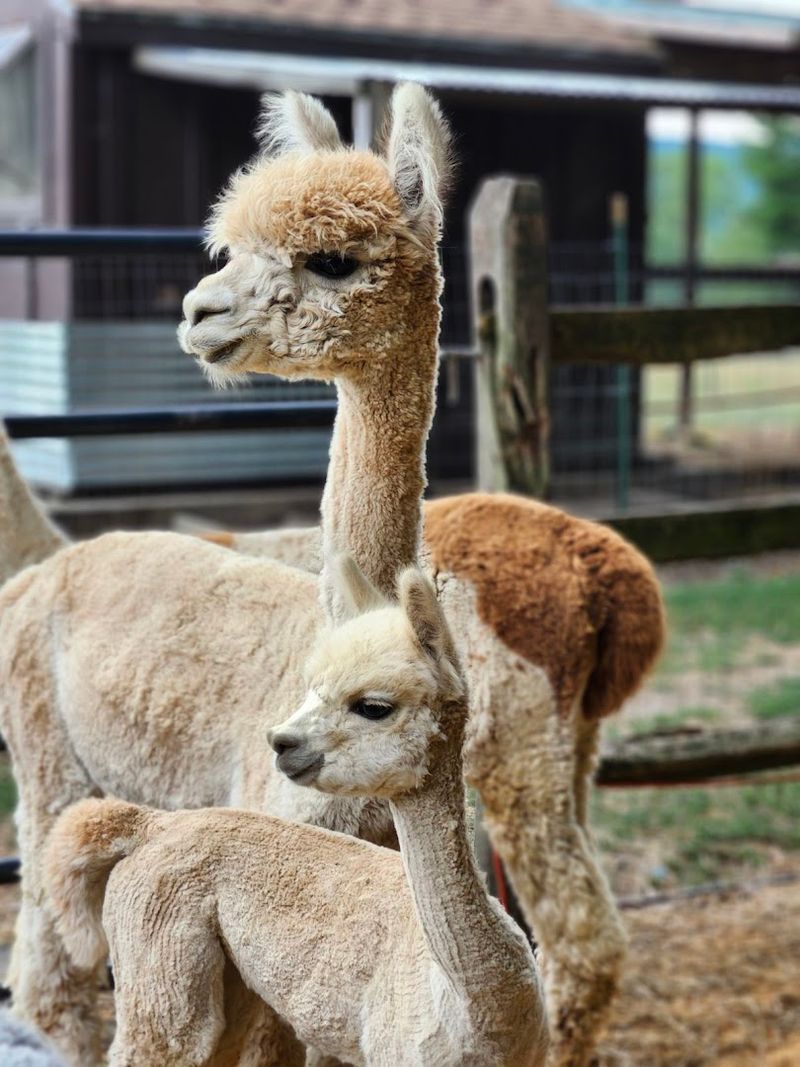 Baby Alpacas, Baby Chicks, and the Joy of Unexpected Arrivals Baby Alpacas, Baby Chicks, and the Joy of Unexpected Arrivals