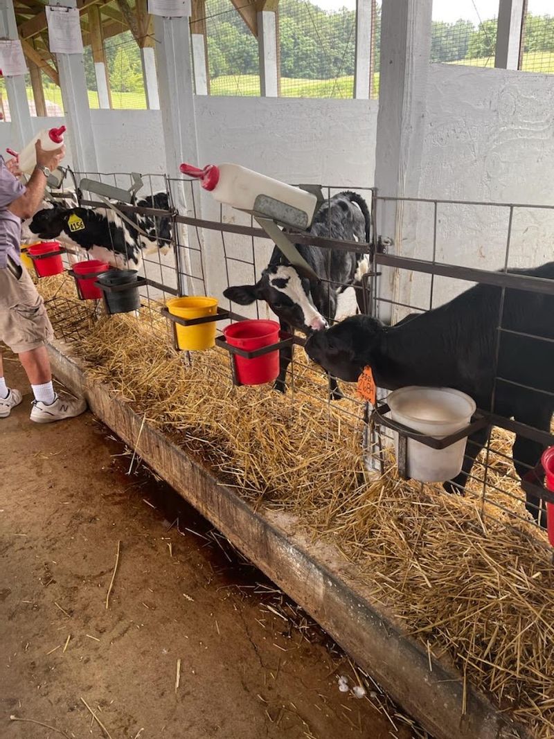 Baby Calf Feedings That Book Out Fast