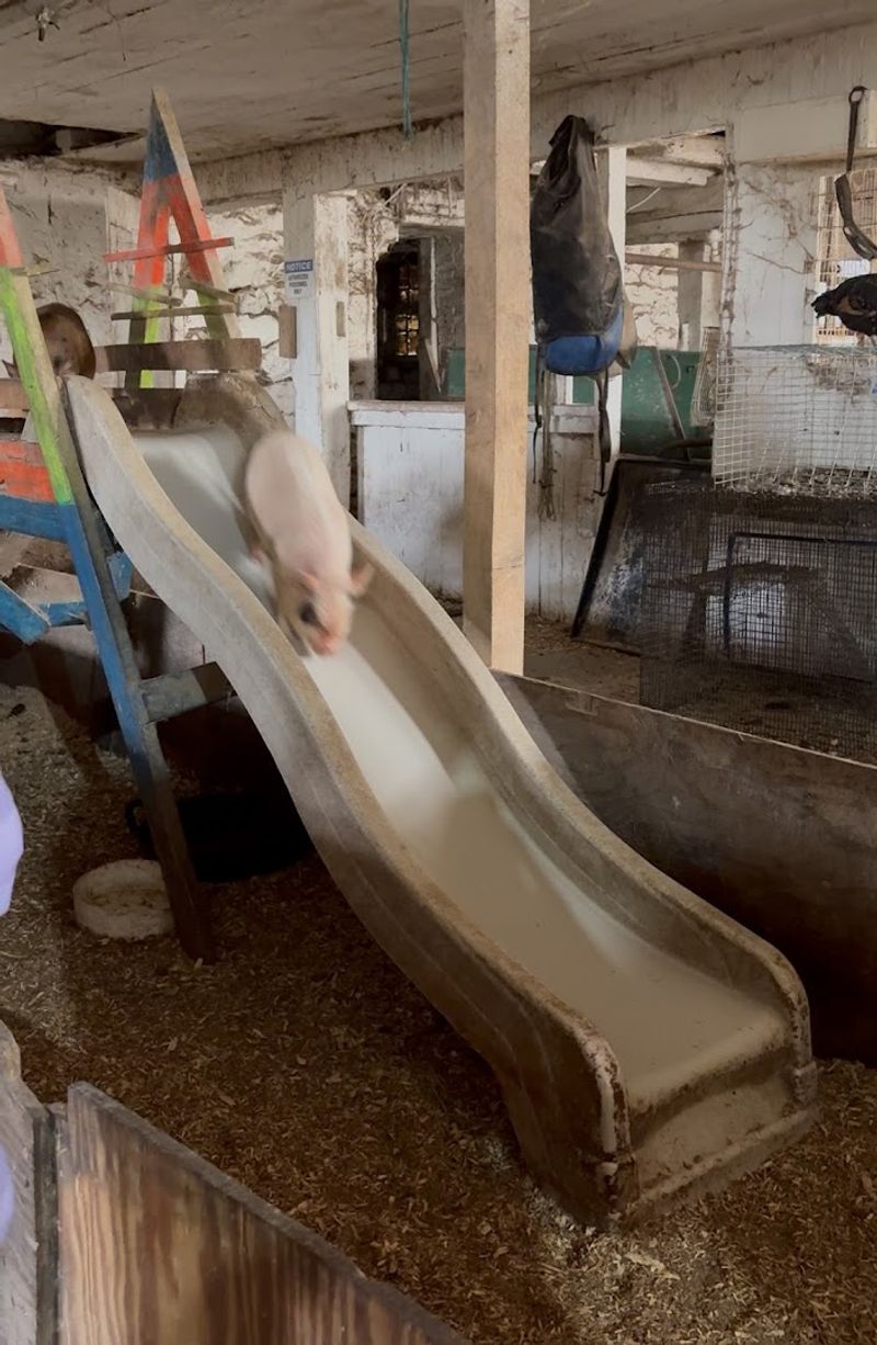 Baby Piglets, a Custom Slide, and the Cuddling Experience Baby Piglets, a Custom Slide, and the Cuddling Experience