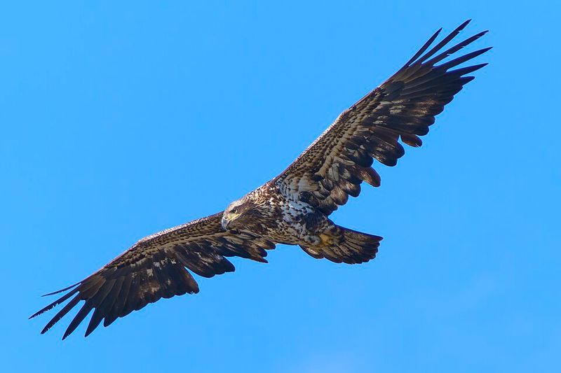 Bald Eagle Sightings Along the St. Croix River Bald Eagle Sightings Along the St. Croix River