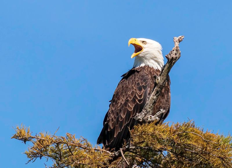 Bald Eagle Watching That Draws Crowds Every Winter Bald Eagle Watching That Draws Crowds Every Winter