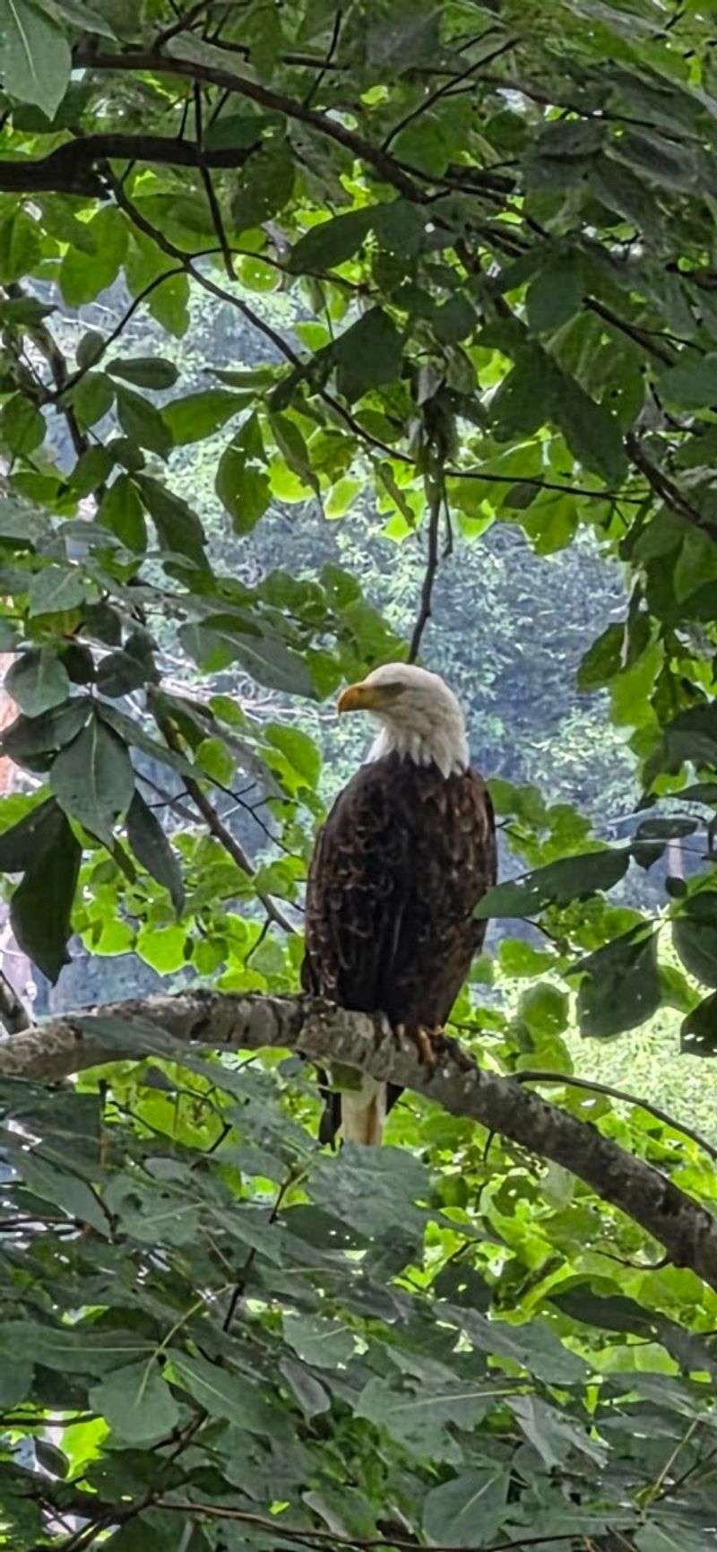 Bald Eagles, Black Bears, and the Wildlife That Steals the Show