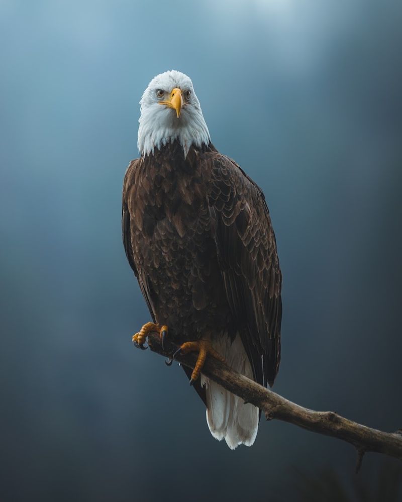Bald Eagles, Ospreys, and the Wildlife Calendar You Need
