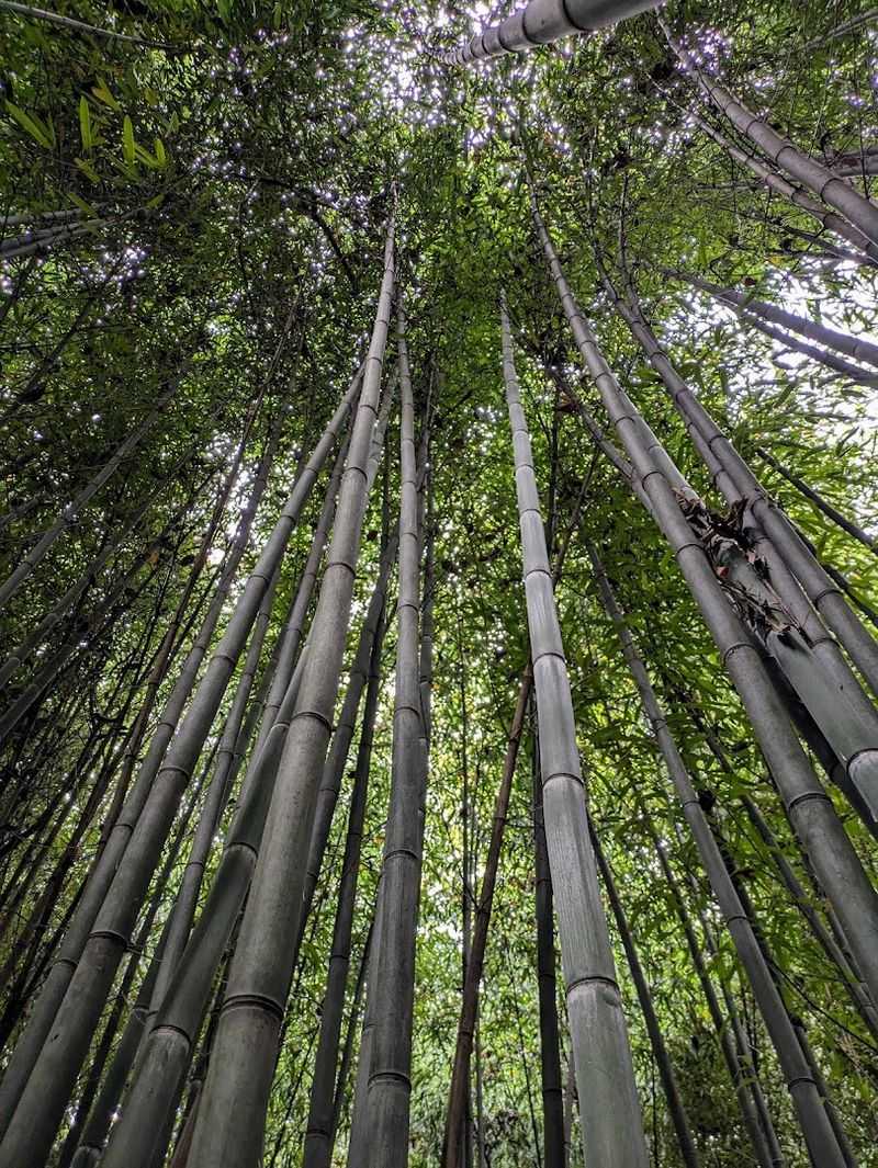 Bamboo Species Diversity You Would Not Expect Bamboo Species Diversity You Would Not Expect