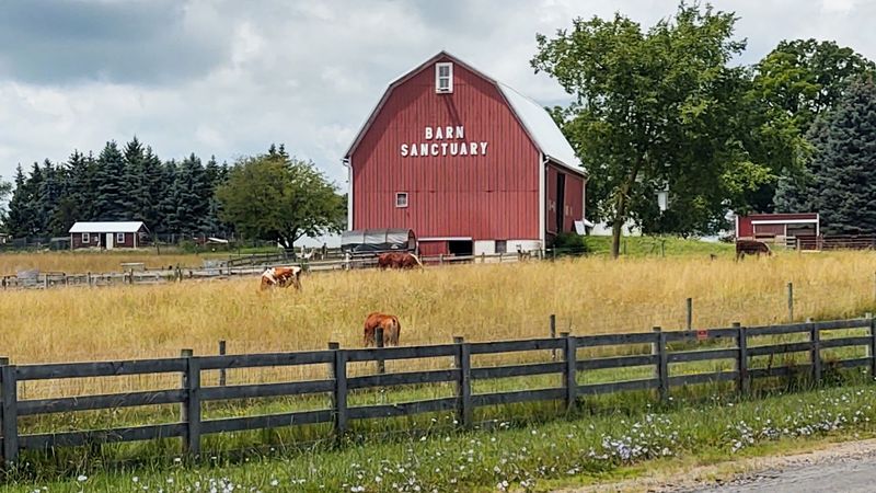 Barn Sanctuary, Chelsea, Michigan Barn Sanctuary, Chelsea, Michigan