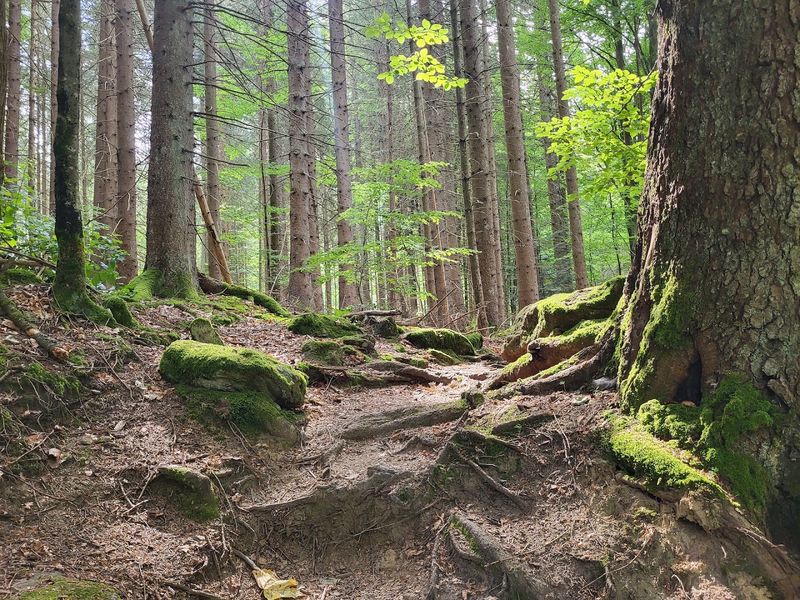 Bavarian Forest National Park, Grafenau, Bavaria, Germany Bavarian Forest National Park, Grafenau, Bavaria, Germany