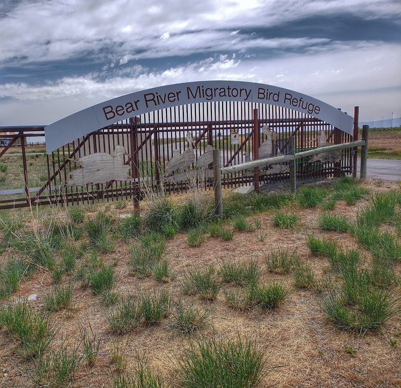 Bear River Migratory Bird Refuge, Brigham City, Utah Bear River Migratory Bird Refuge, Brigham City, Utah