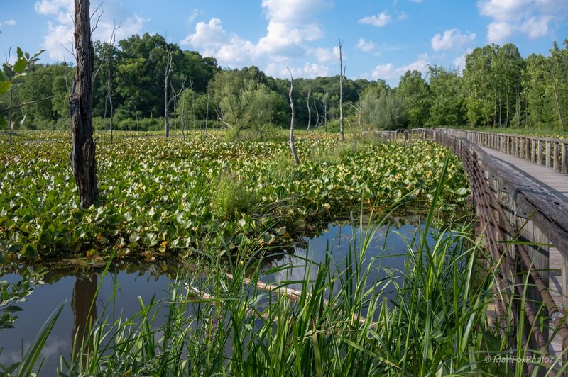 Beaver Marsh - Cuyahoga Valley National Park, Ohio Beaver Marsh - Cuyahoga Valley National Park, Ohio