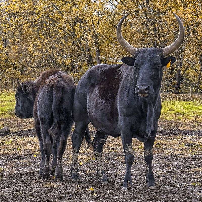 Beefalo