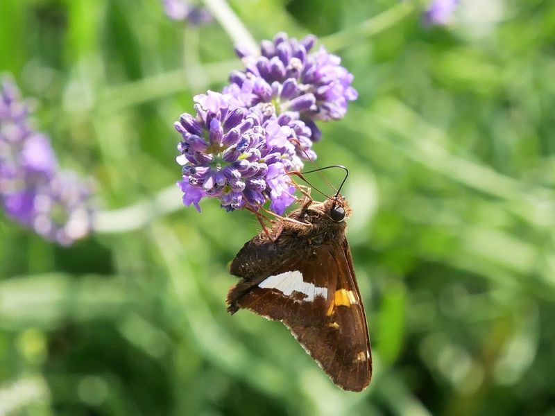 Bees, Butterflies, and the Living Hum of the Fields