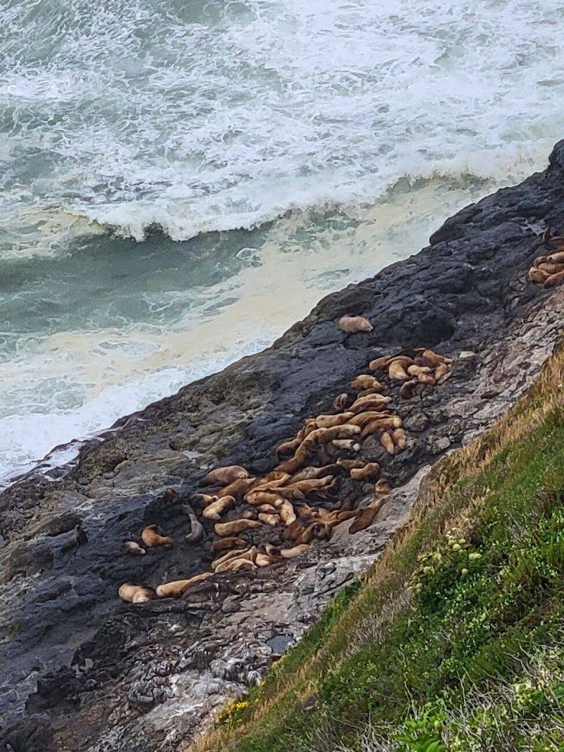 Best Times to Visit for Maximum Sea Lion Action Best Times to Visit for Maximum Sea Lion Action