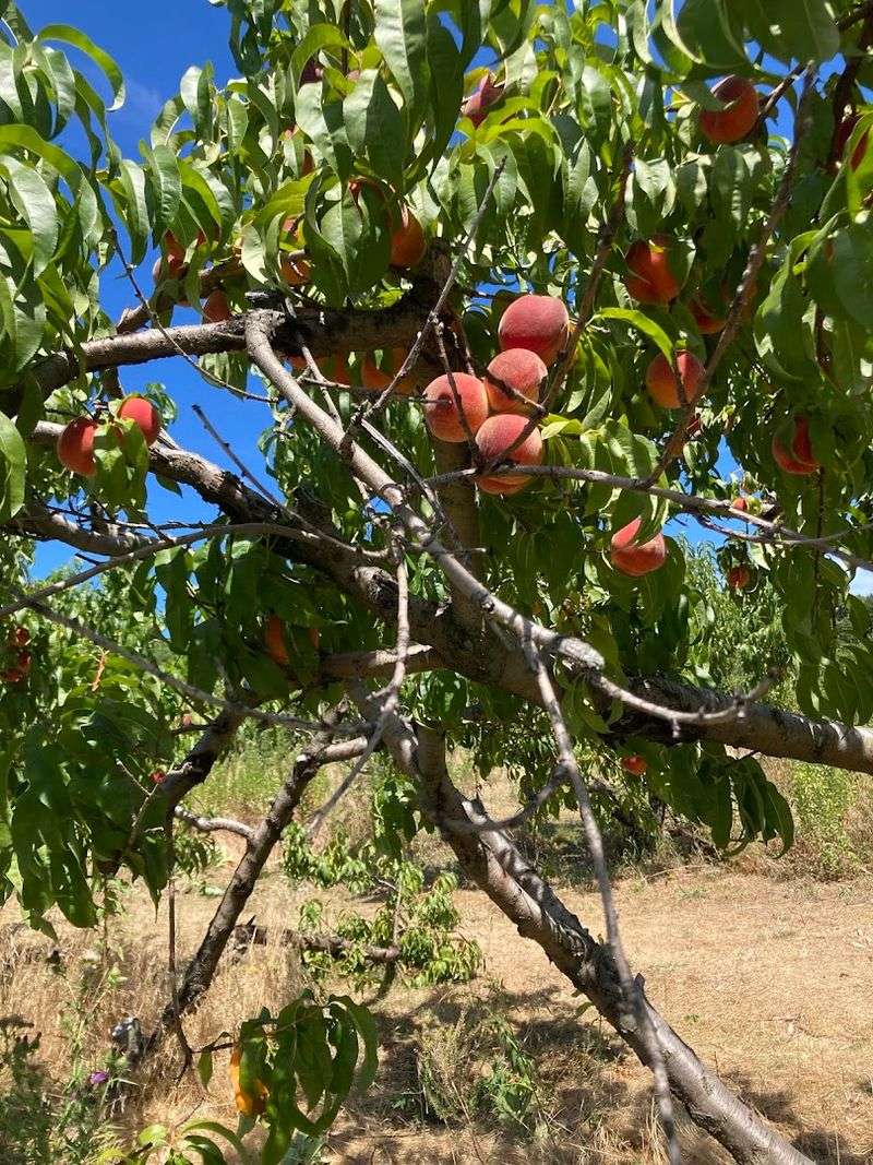Beyond Apples: Berries, Peaches, and Pumpkins Beyond Apples: Berries, Peaches, and Pumpkins