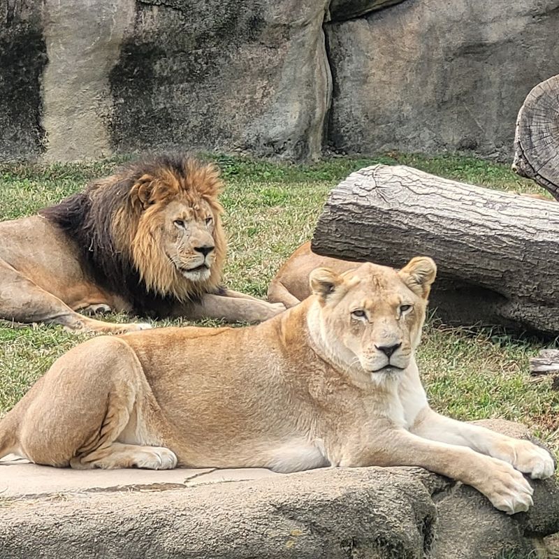 Big Cats, Elephants, Hippos, and the Heavy Hitters Big Cats, Elephants, Hippos, and the Heavy Hitters