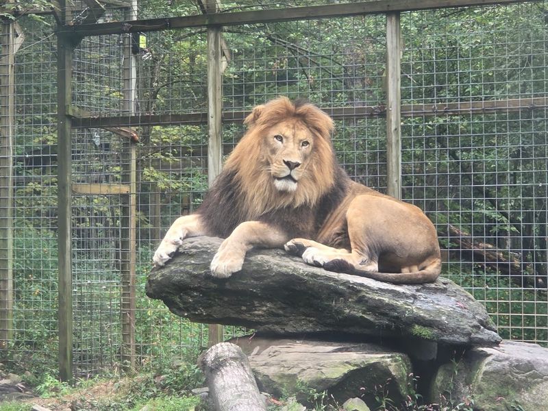 Big Cats Viewed From Just a Few Feet Away Big Cats Viewed From Just a Few Feet Away