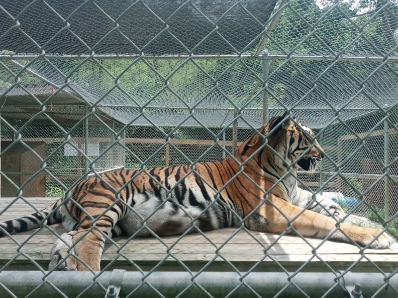 Big Cats and Wolves on the Property