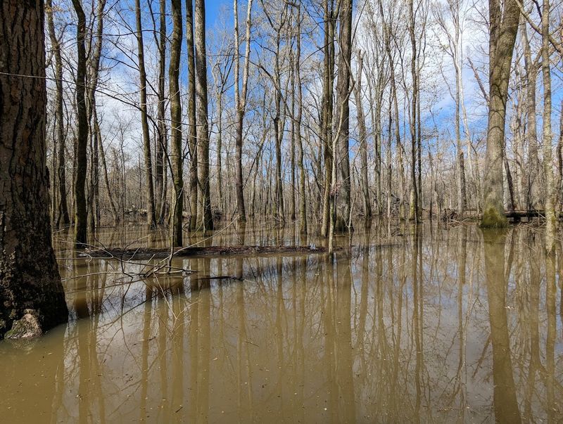 Big Cypress Tree State Natural Area, Greenfield, Tennessee Big Cypress Tree State Natural Area, Greenfield, Tennessee