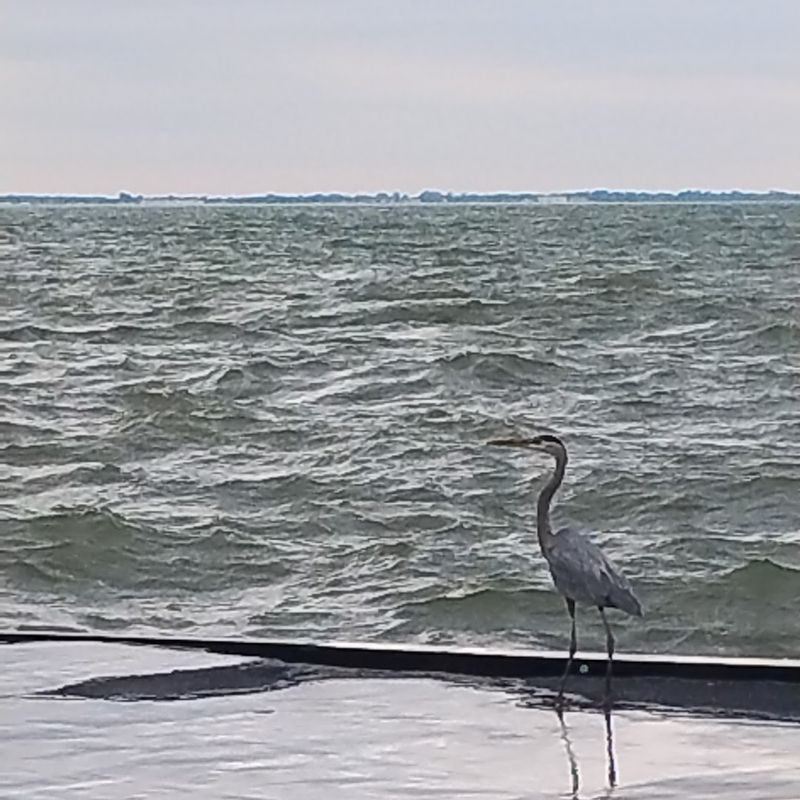 Bird-Watching Along a Prime Migration Corridor