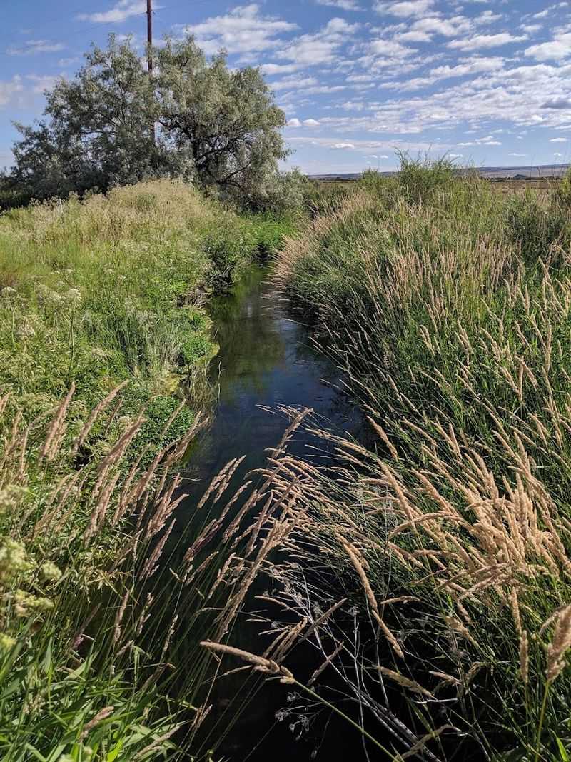 Birding at Malheur National Wildlife Refuge Birding at Malheur National Wildlife Refuge