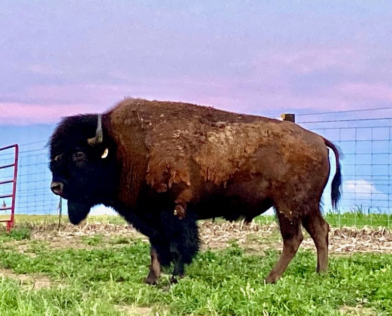 Bison Calving Season in Late Spring