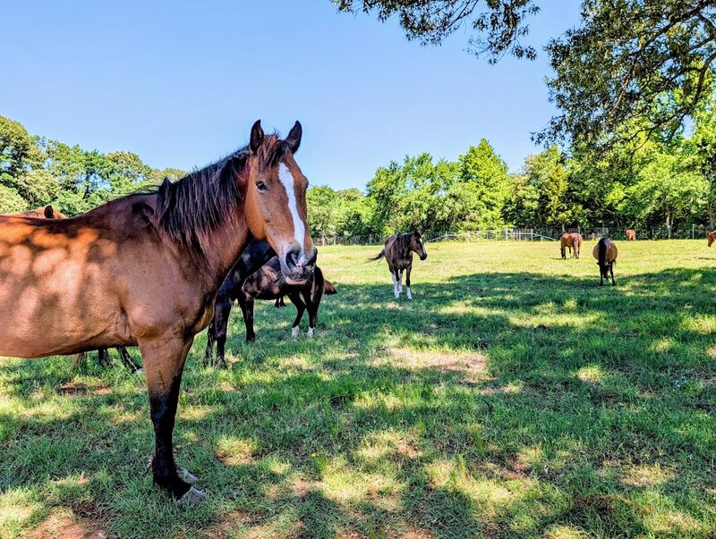 Black Beauty Ranch, Murchison, Texas Black Beauty Ranch, Murchison, Texas