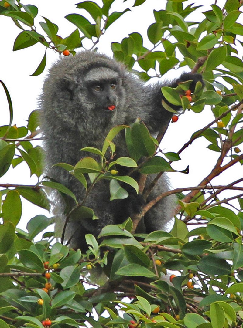Black-handed Titi Monkey Black-handed Titi Monkey