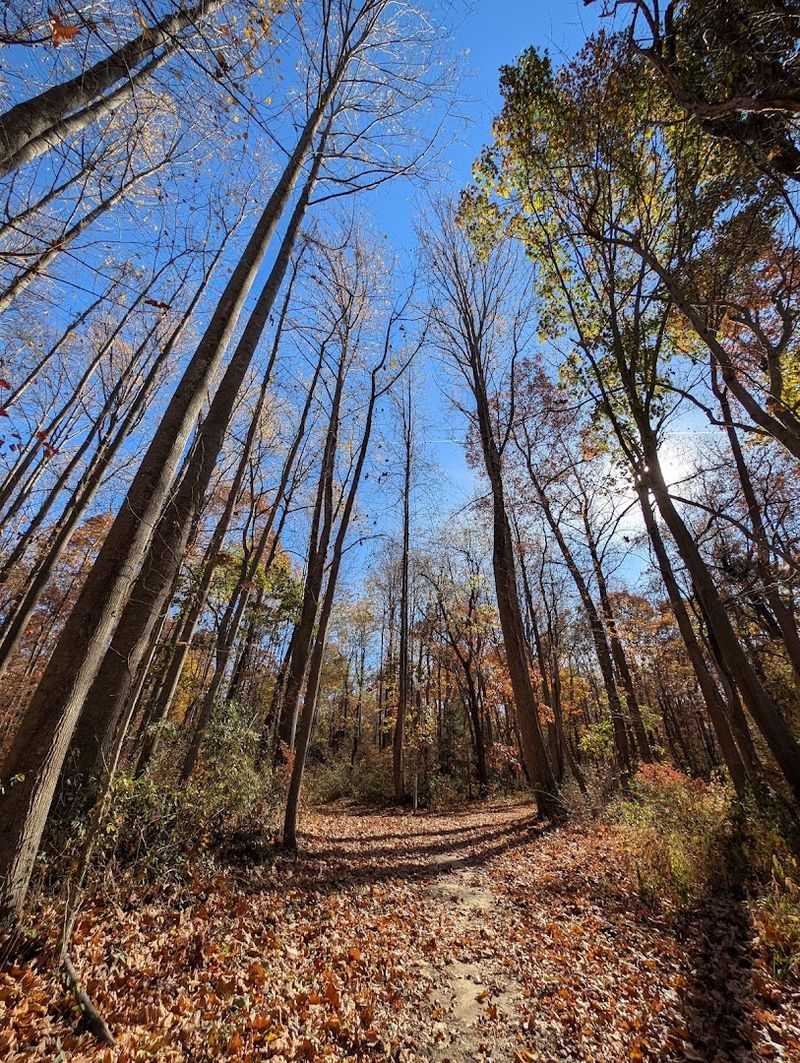 Blackbird State Forest, Smyrna, Delaware