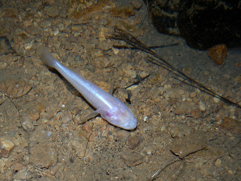 Blind Cave Fish
