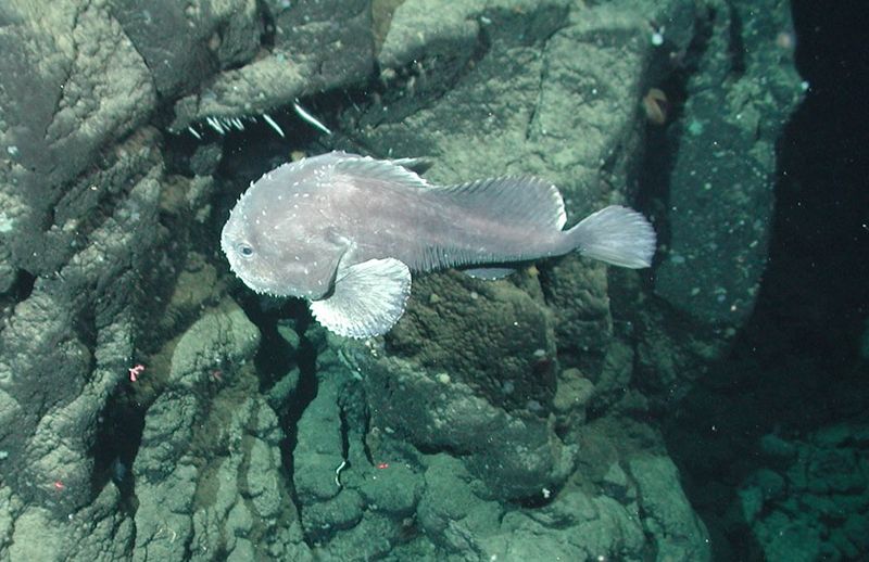 Blobfish Blobfish
